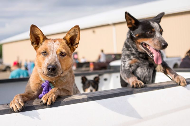 Two dogs peering over the bed of a truck