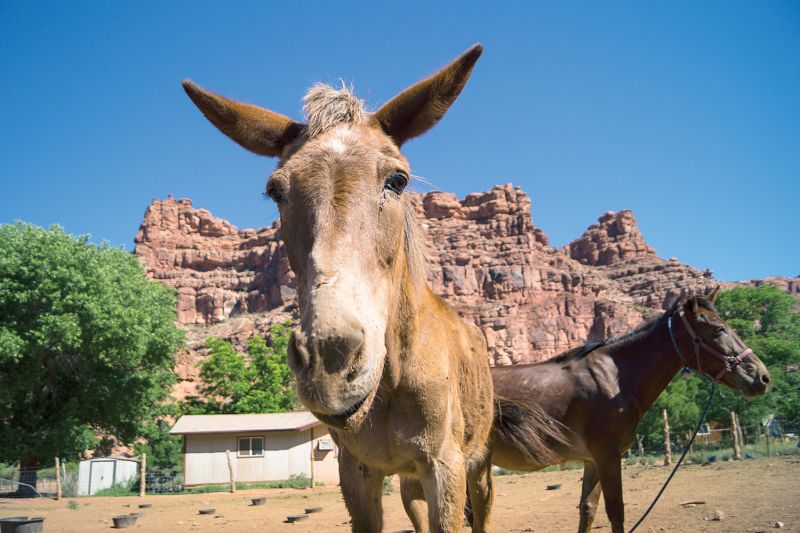 a donkey and horse stand in front of a small house in the shadow of a large boulder