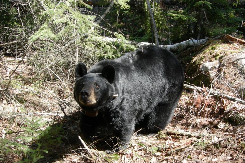 a black bear in a clearing in a forest