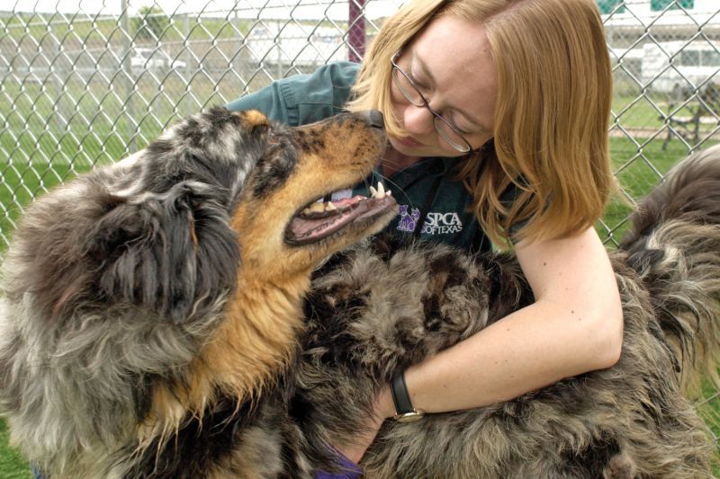 a vet holds a dog and looks it in the eyes