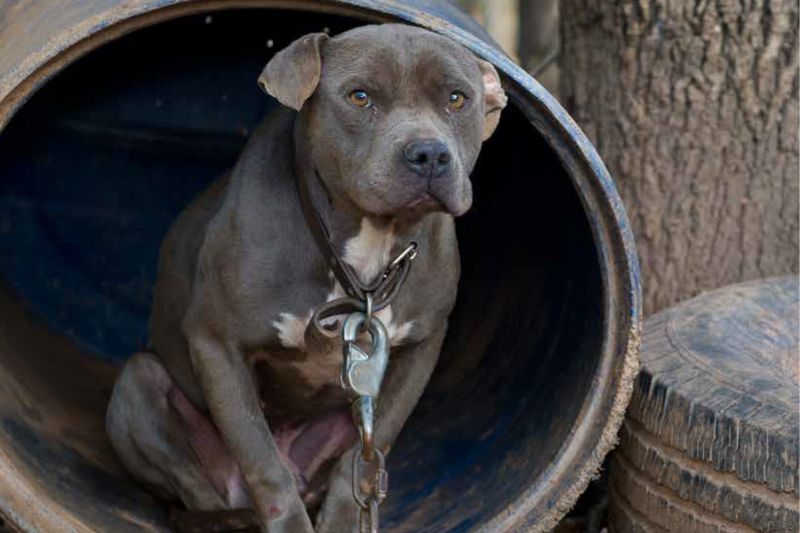 a dog wearing a heavy chain sitting inside a barrel