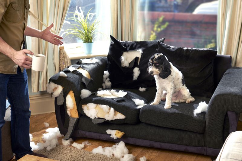 Photo of a dog sitting on a couch that he has torn up, his owner standing nearby stunned.
