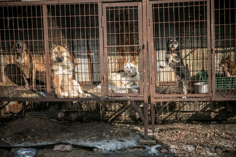 dogs in rusty cages at a korean dog meat farm
