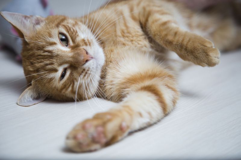 a cat lying on its side with a paw outstretched