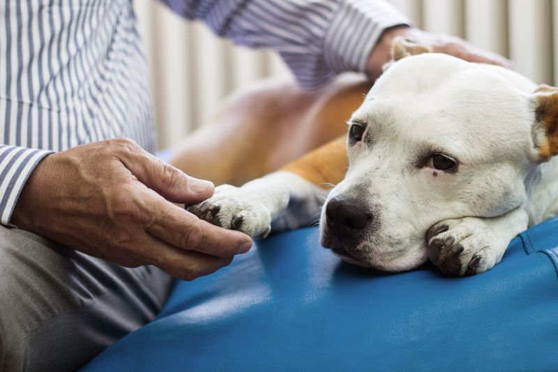 Man holds the paw of a dog.