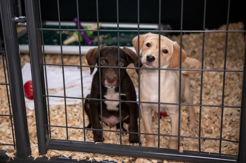 two puppies inside a kennel