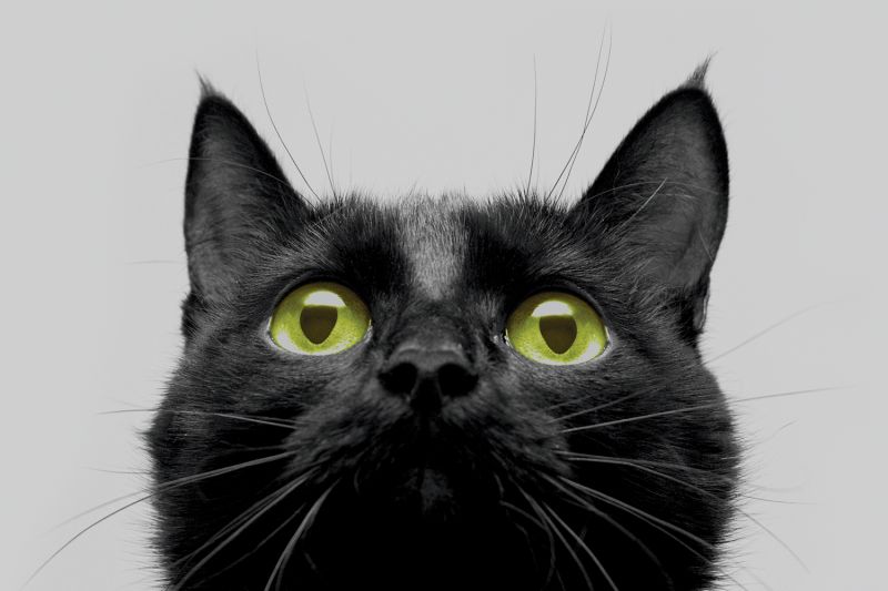 close up of a black cat's face