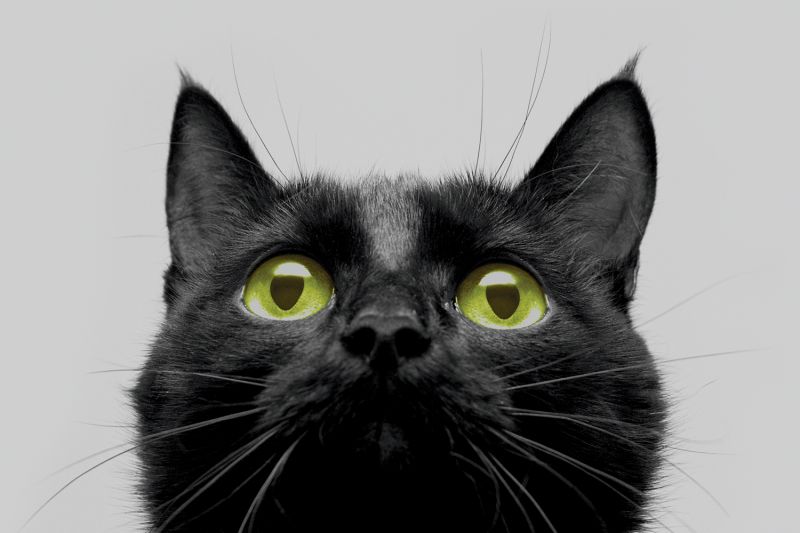 Who's afraid of a big black cat?  HumanePro by The Humane Society of the  United States