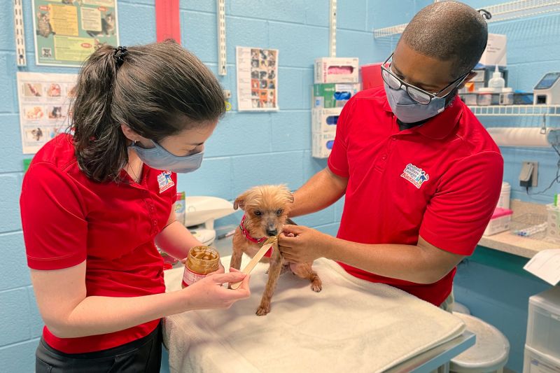 Photo of two shelter workers keeping a dog calm during an exam by offering peanut butter on a stick.