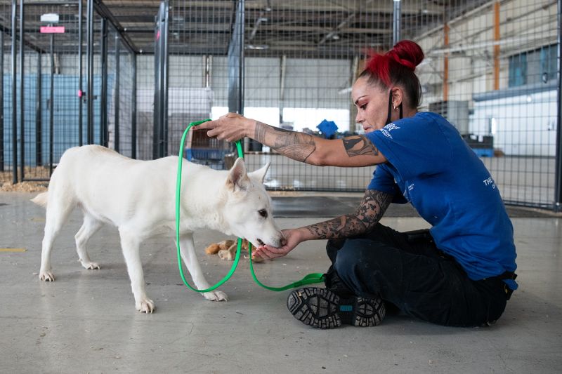 Photo of a rescuer leash training with a white dog.