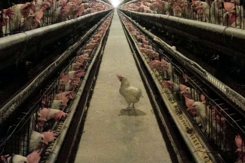 a chicken surrounded by rows of chickens in a factory farm