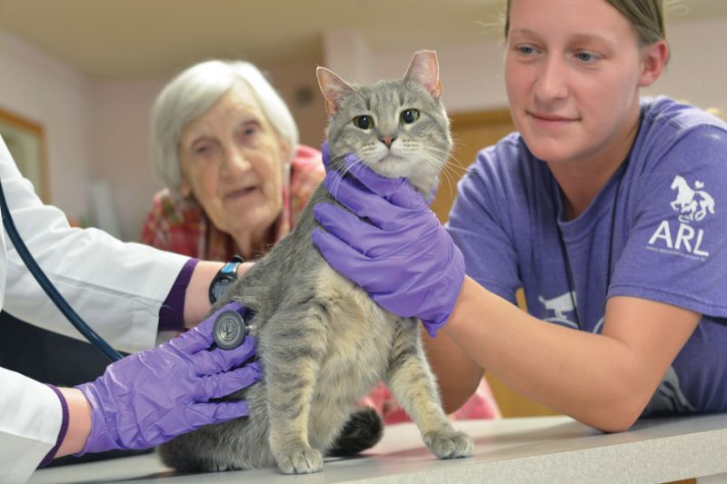 a cat is examined by a veterinarian while its owner looks on