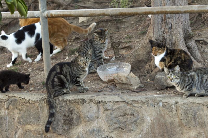 Photo of community cats congregating outside a water bowl.