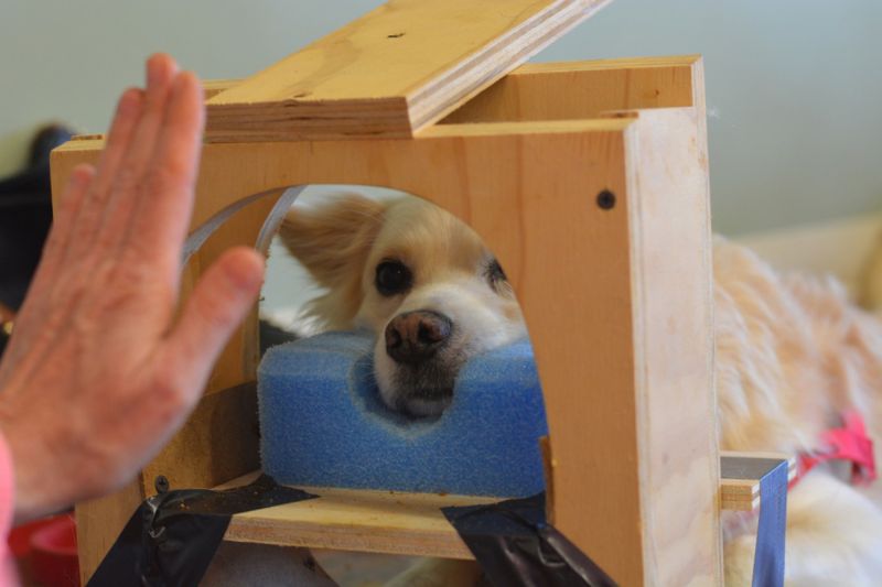 a person training a dog to lay still in an MRI machine