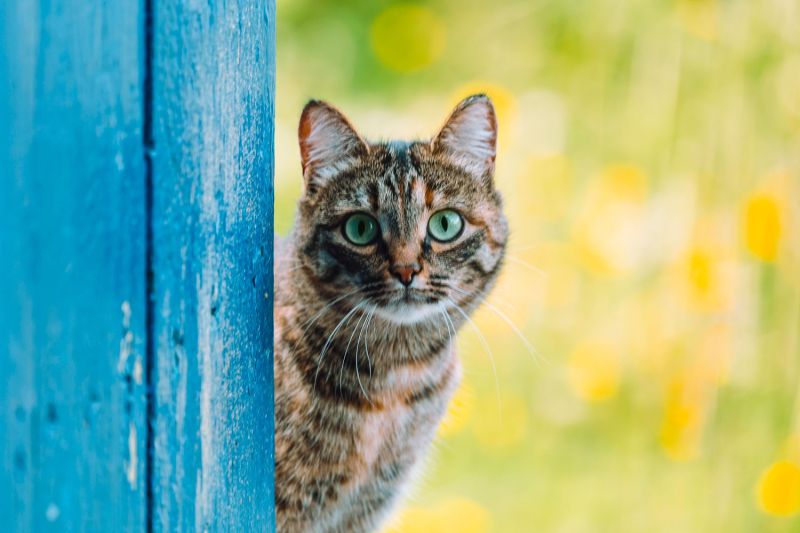 a cat peeking around a wall