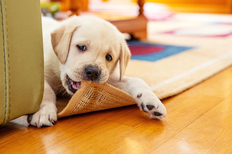 a young puppy chewing on the corner of a rug