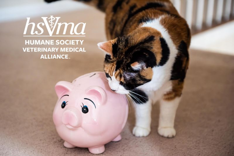 a cat sniffs a pink piggy bank