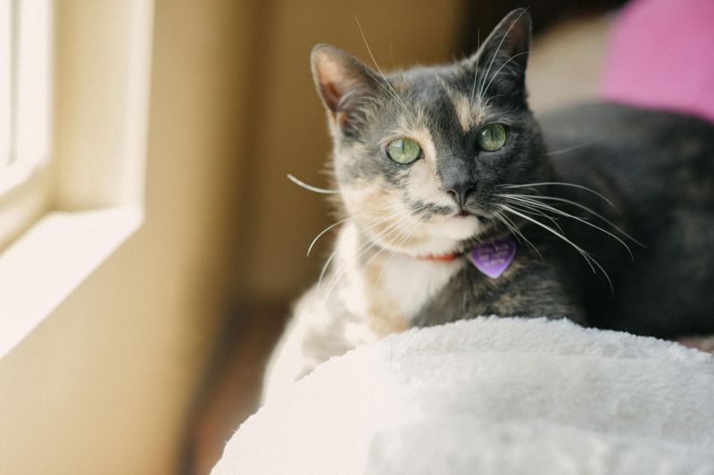 a cat laying by a window