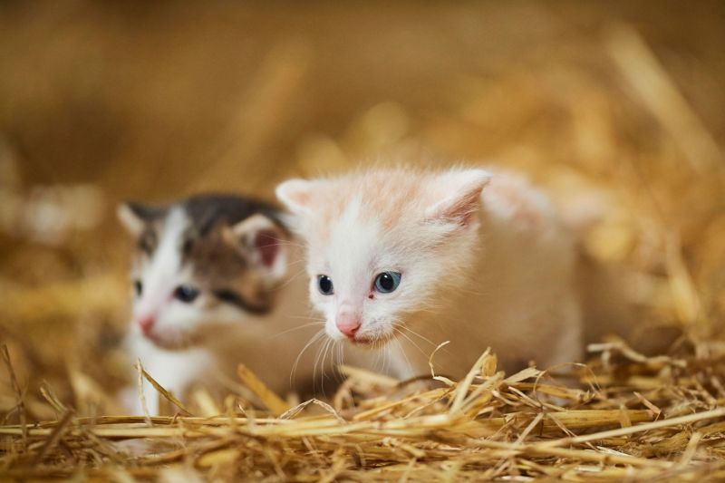 two young kittens in straw