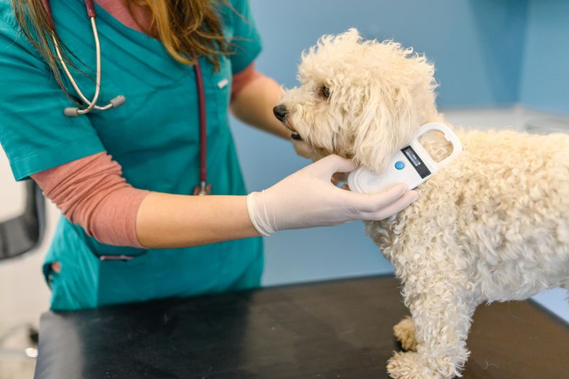 a vet scanning a dog for a microchip