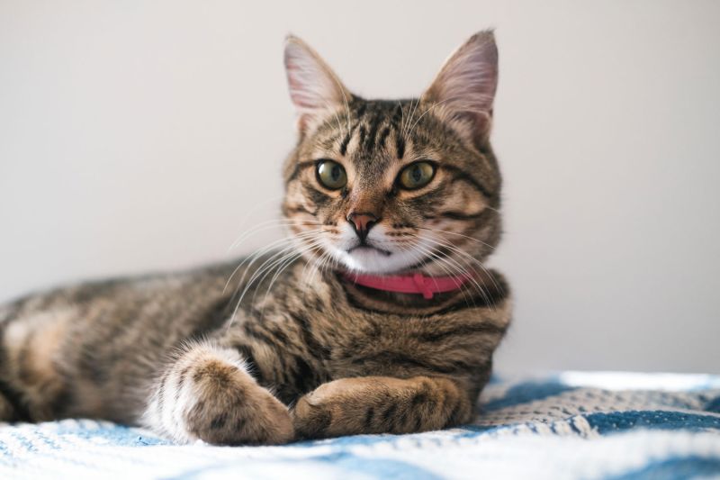 a tabby cat sitting on a blanket
