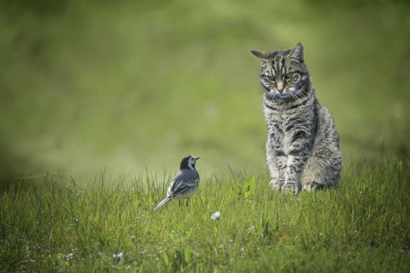 small wagtail bird sitting in front of tabby cat in a green lawn