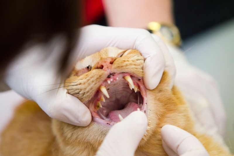 a cat having his mouth examined