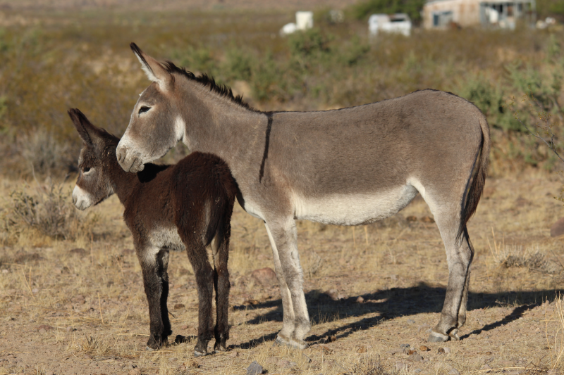 a burro and her foal standing in dry grass