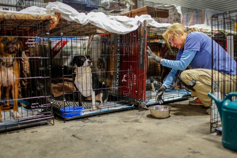 a woman brings water to pets in kennels