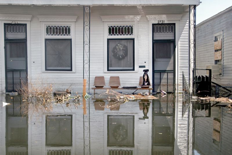 a dog sits on a flooded porch