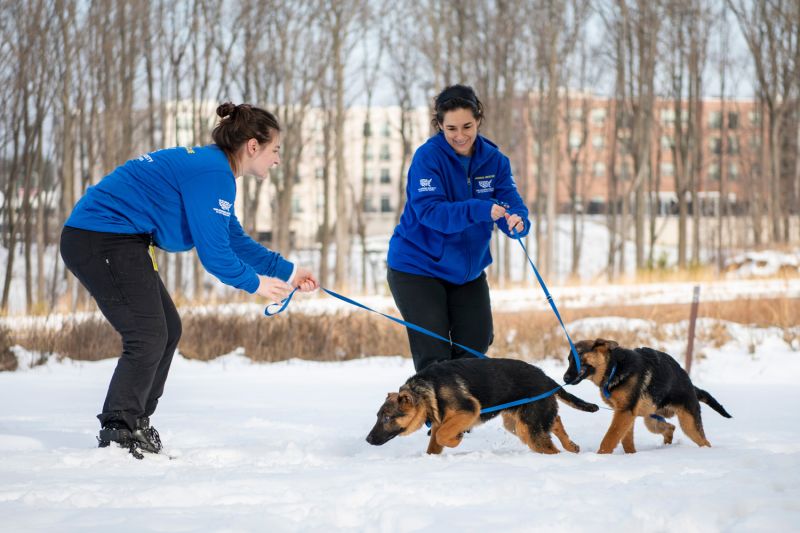 two women play with large dogs in the snow