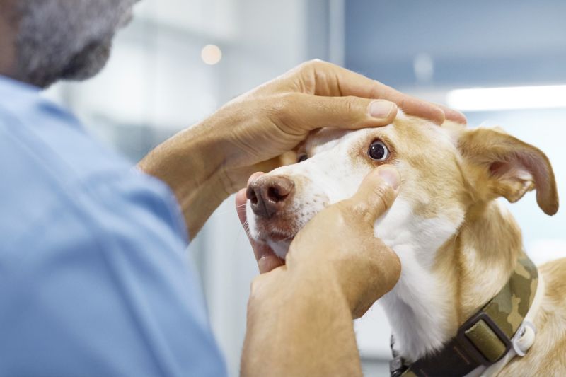 Photo of a veterinarian examining a dogs eye.