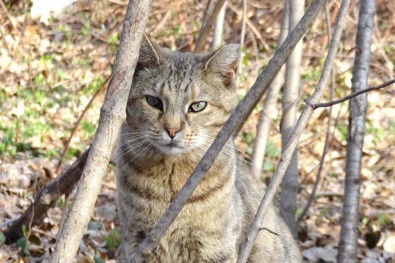 Photo of a cat outdoors