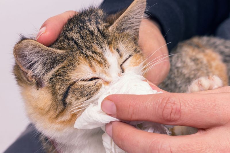 Closeup of a sick cat getting its nose wiped.