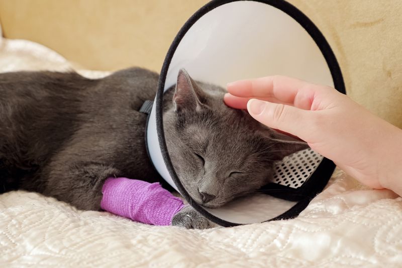 Female hand strokes a sleeping gray cat. Pet with a veterinary collar and bandaged paw.