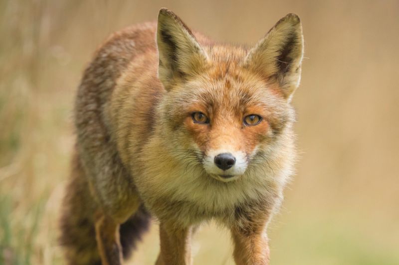 a coyote in dry bush