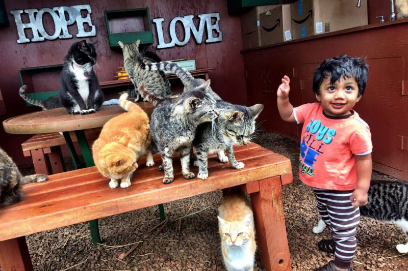 a toddler approaches a group of cats sitting on tables