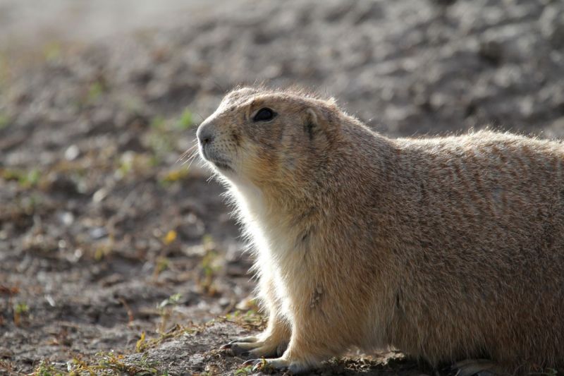 do prairie dogs have tails