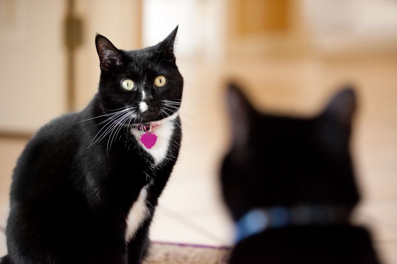 A black cat stares down another black cat.