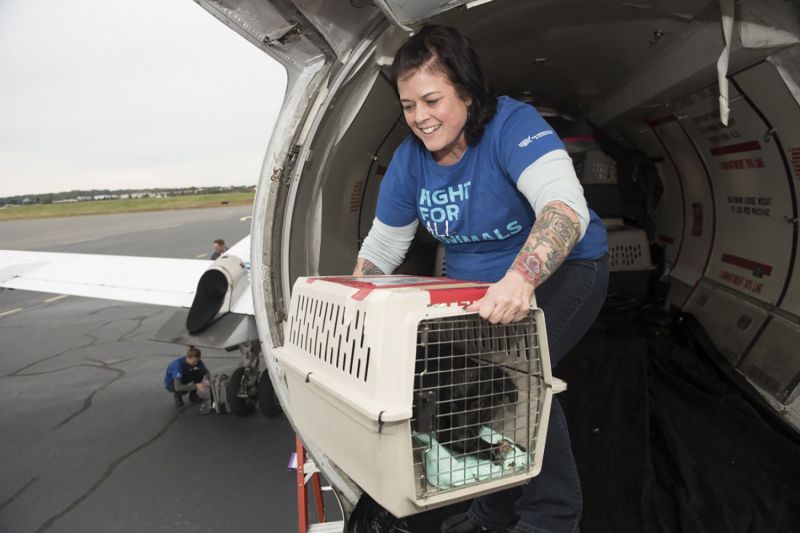 Kate Schrader assists with the transport of dogs and cats