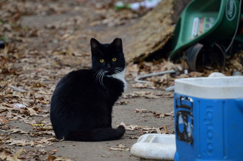 Tuxedo community cat sitting on a sidewalk.
