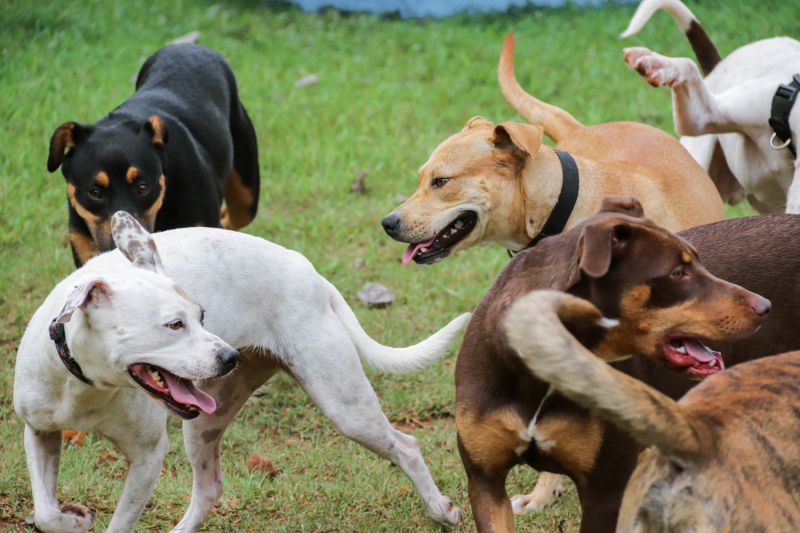 a group of dogs playing together