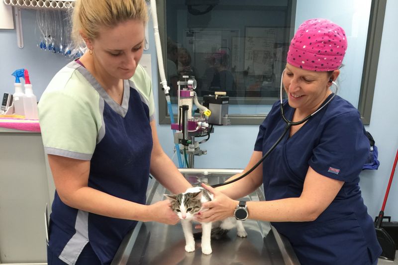 two veterinarians examine a cat