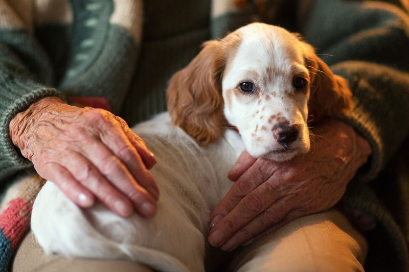 Photo of a puppy being held by a senior.