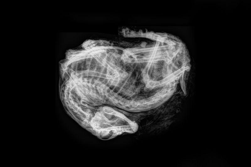 X-Ray image of a dog