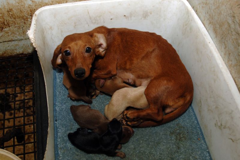 Photo of a mother dog and her pups in a dirty cage in a puppy mill.