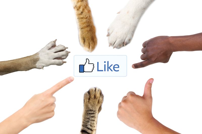 the facebook like button surrounded by human hands and animal paws