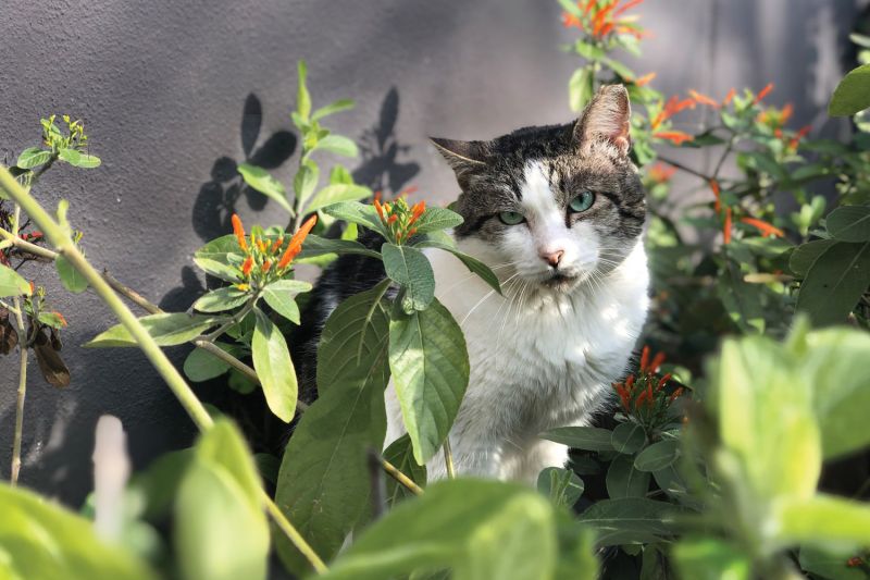 a cat sitting in a garden