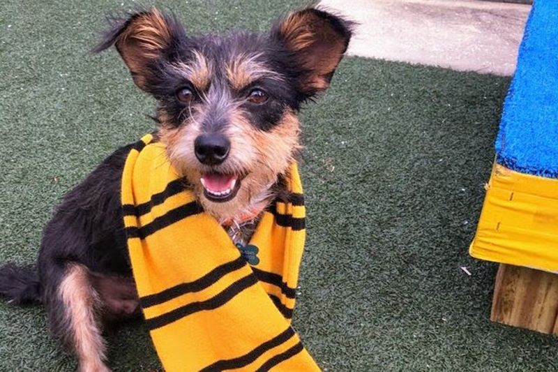 a dog in a yellow and black striped scarf