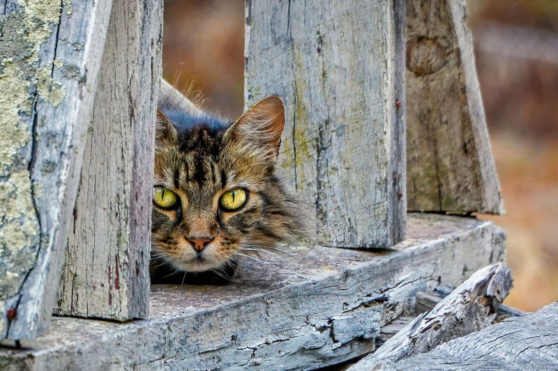 Tabby Cat hiding on a wooden bridge
